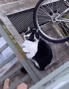 猫咪拍戏却被网友怀疑带资进组