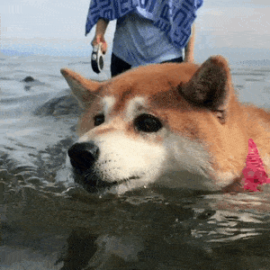 300_300gif 动态图 动图