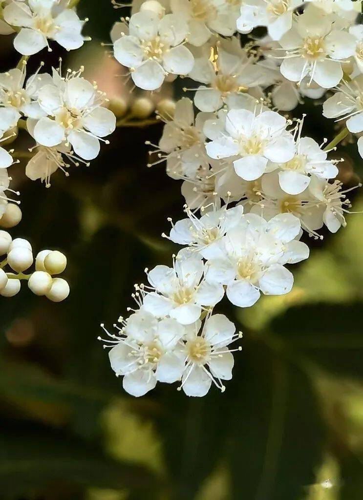 蕊似珍珠花若梅