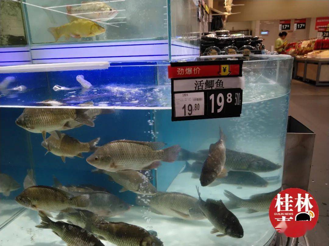 在桂林的一些大型超市水产品区的价签显示,鲫鱼198元/斤,多宝鱼49