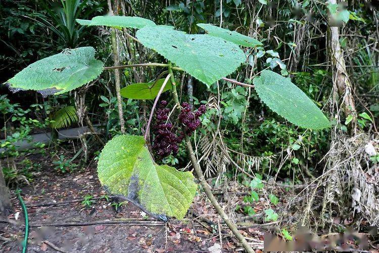 一棵让人痛痛痛痛痛的树