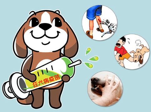 【北京疾控提醒您】夏季动物致伤增多,需要关注这种传染病!