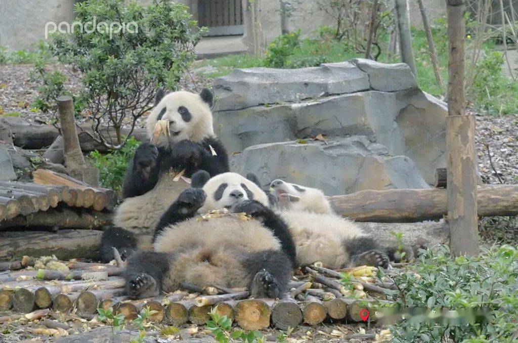 不是想当电灯熊 只是想节约热量 金玉