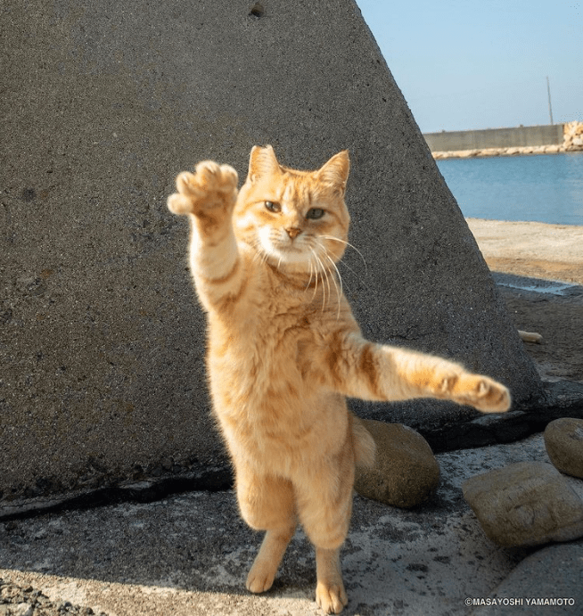一位总爱拍摄站立猫咪的日本大叔用作品治愈了许多人
