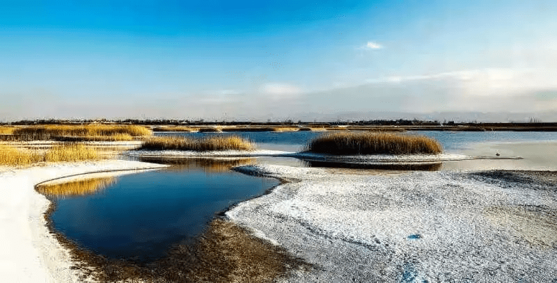 大荔黄河湿地公园图片