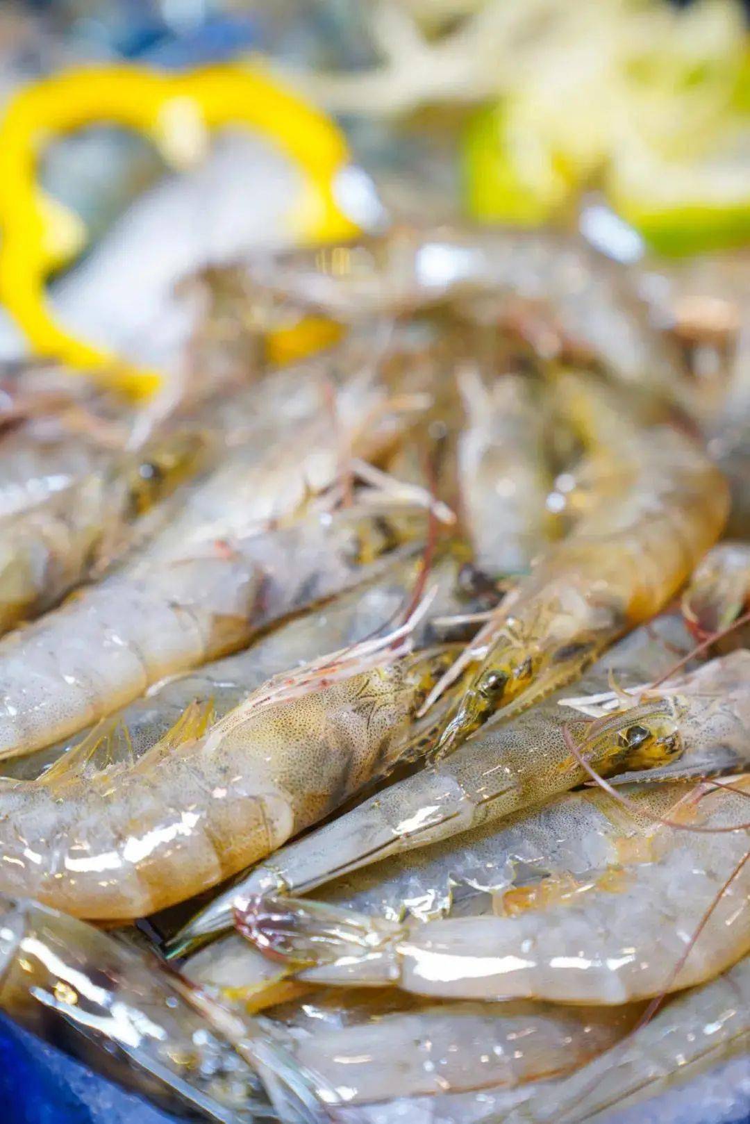 龙趸,冰鲜青斑,青口,花螺,沙白……全都新鲜搬上餐桌,满满当当的海鲜