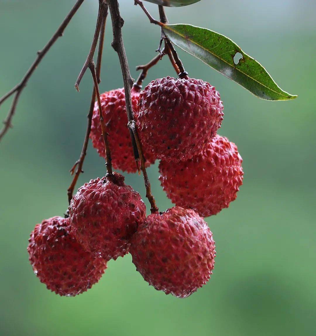 挑荔枝需要注意的4个点,你知道几个?_颜色