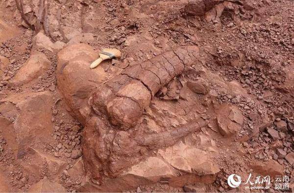 云南禄丰发现一具8米长恐龙化石