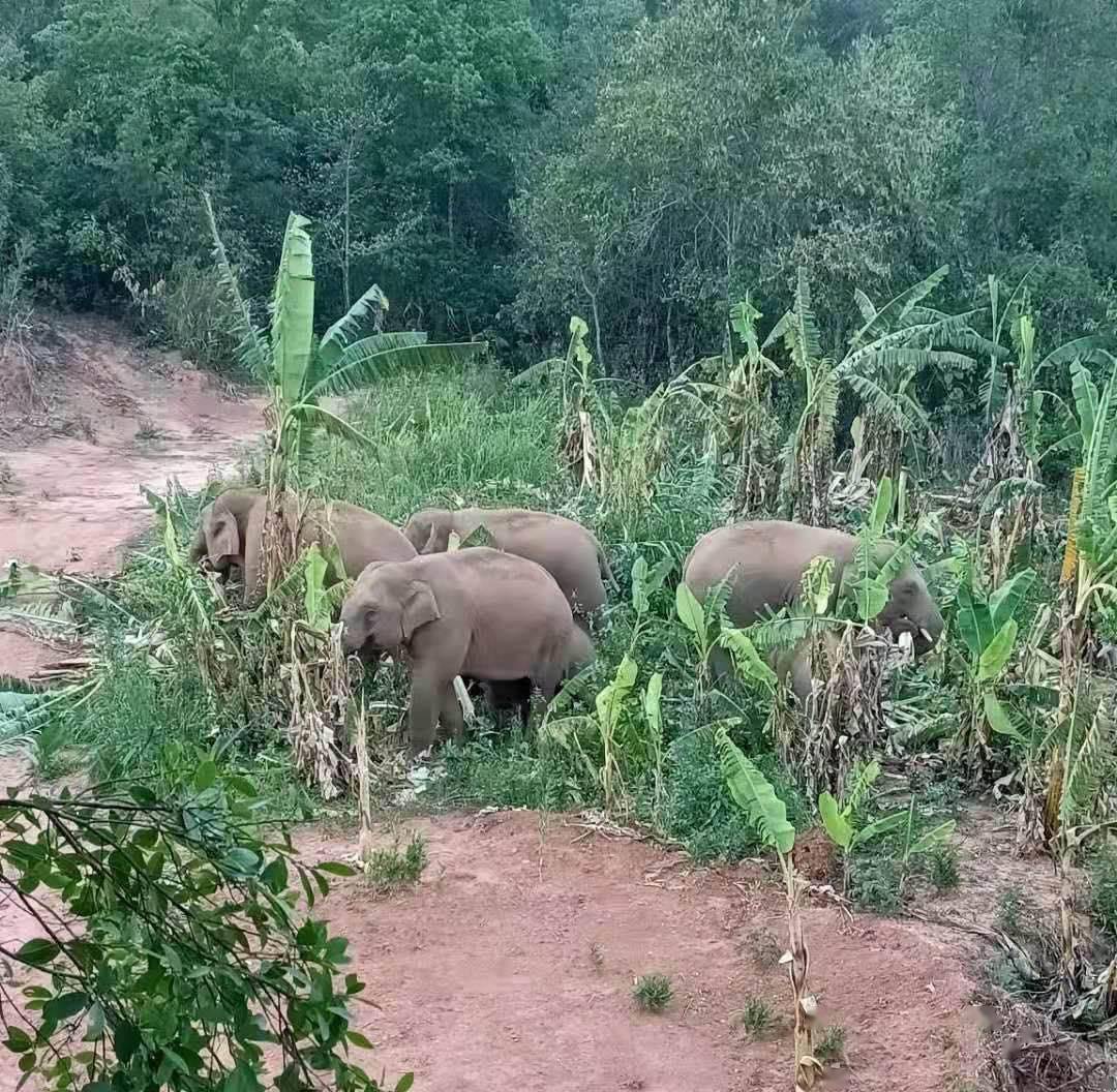 断鼻家族出走保护区15头野象进昆明