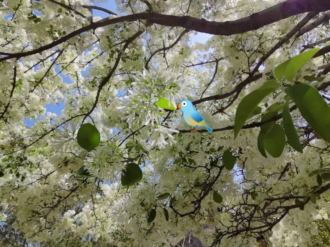被夏天染色的女院你期待吗