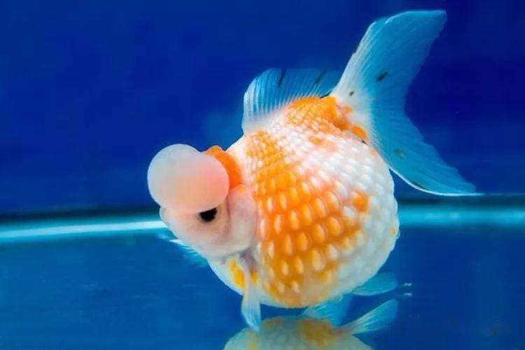 最受欢迎的四大宠物观赏鱼颜值高寓意好