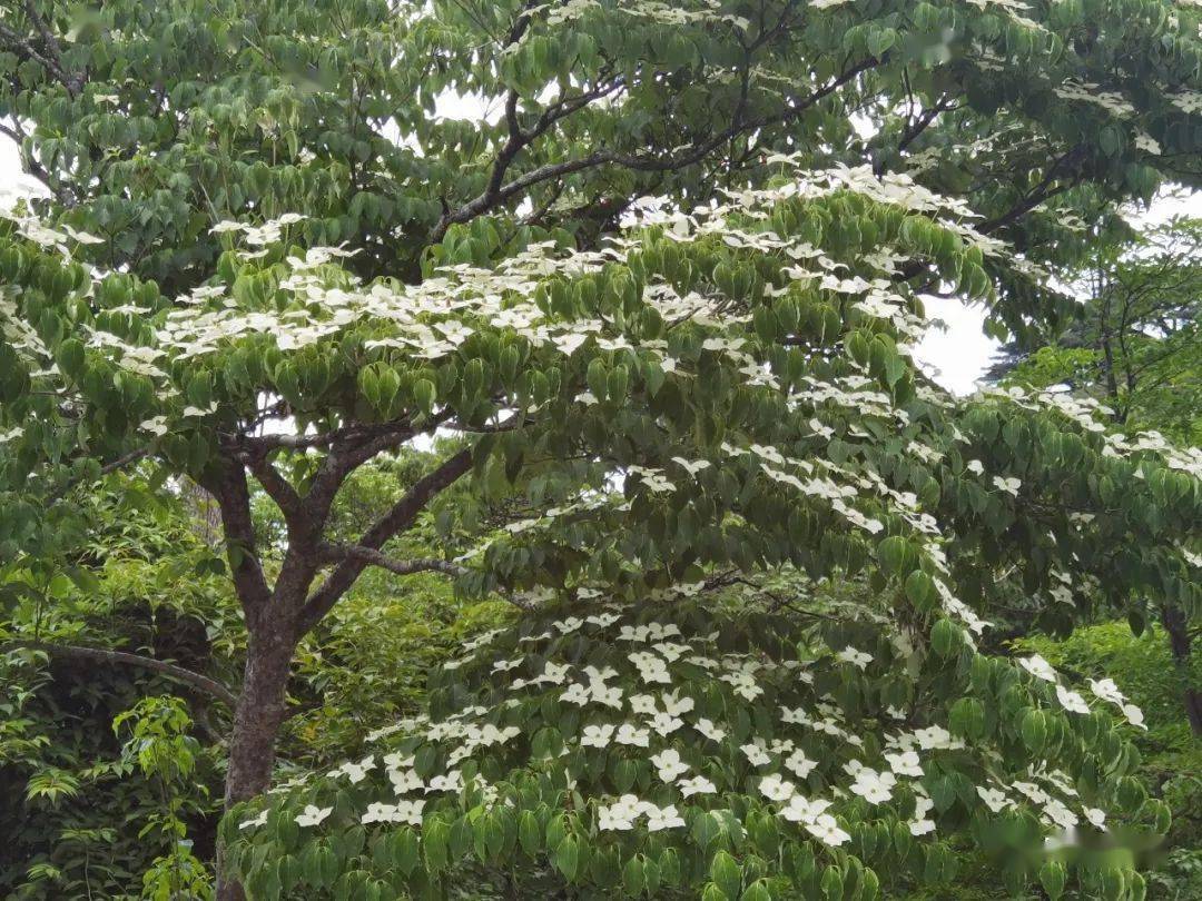 黄山四照花图片