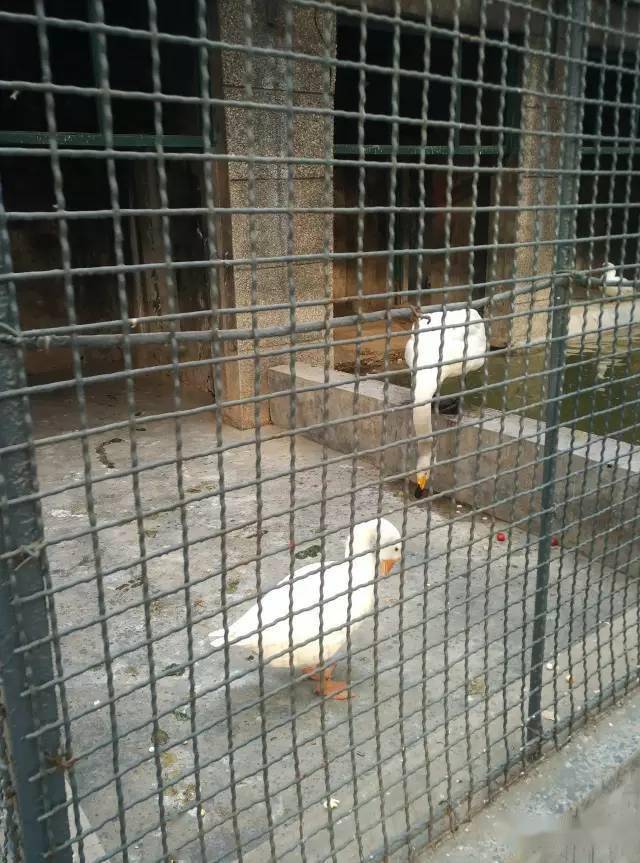 滕州龍山野生動物園開工了棗莊的野生動物園還建嗎