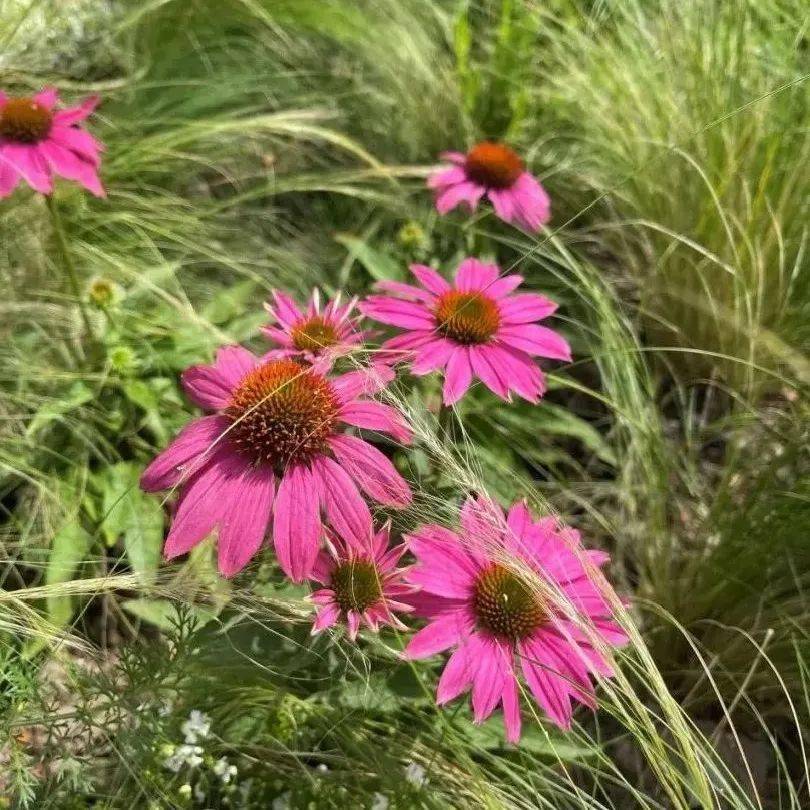 松果菊什么季节种最好 684b612921e4481c8ee400ba87553d52.jpeg