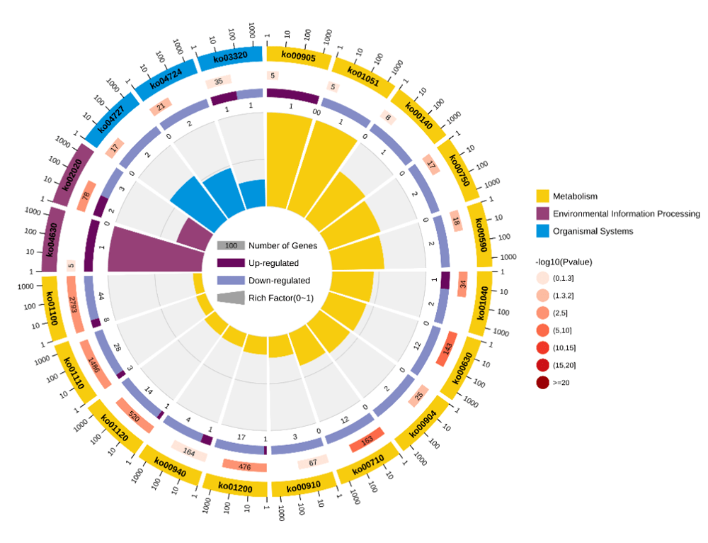 kegg富集分析高级版