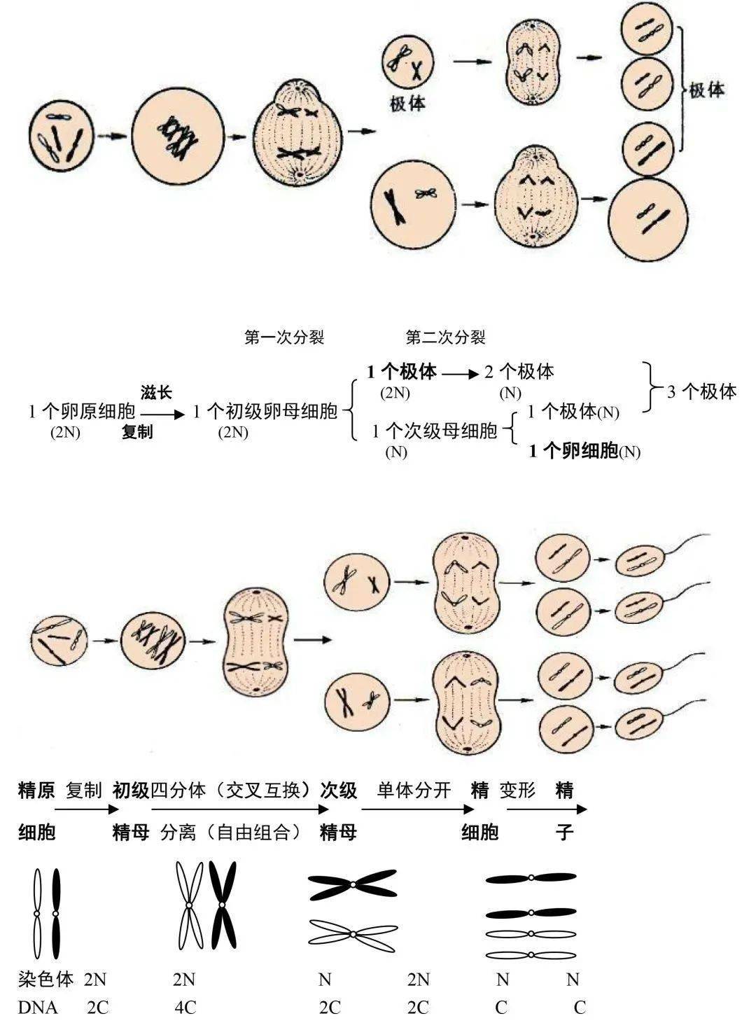 生物有丝减数的过程图图片