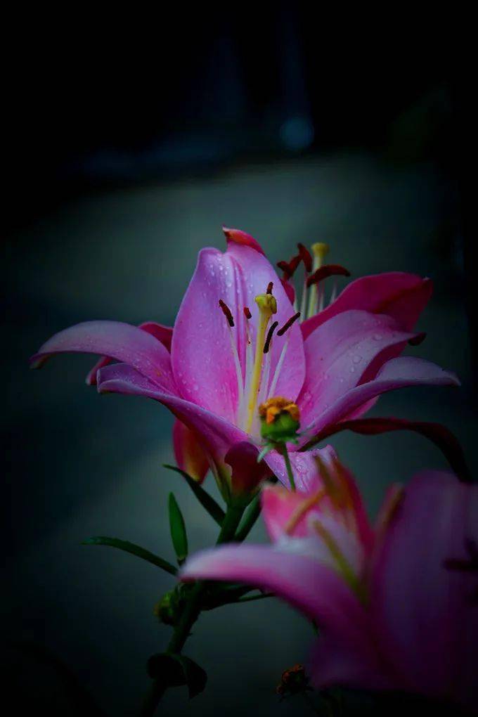 百合花～怒放的生命