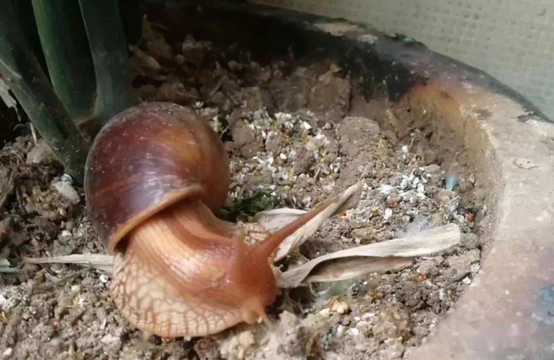 蜗牛怎么生出小蜗牛 fce22420aa9d4accaf0e4a885dd22eae.jpeg