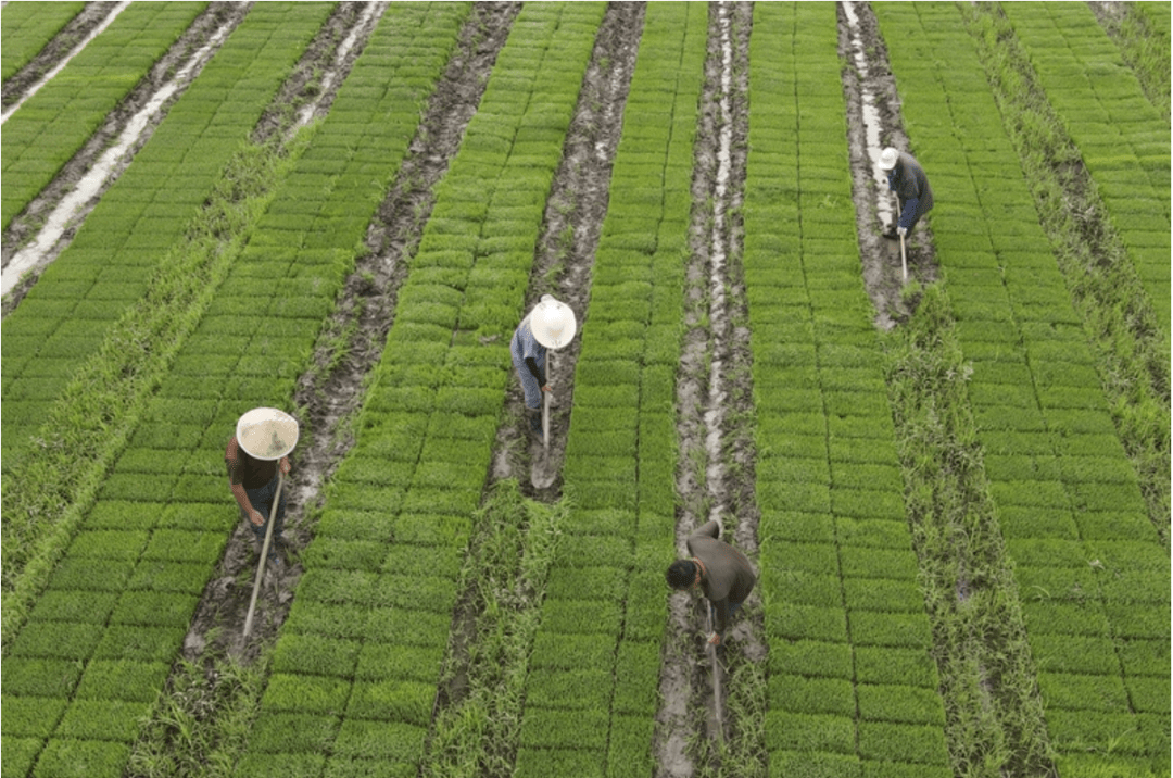 传统习俗是什么意思 189e35d997b840a09174020c01af4b46.png