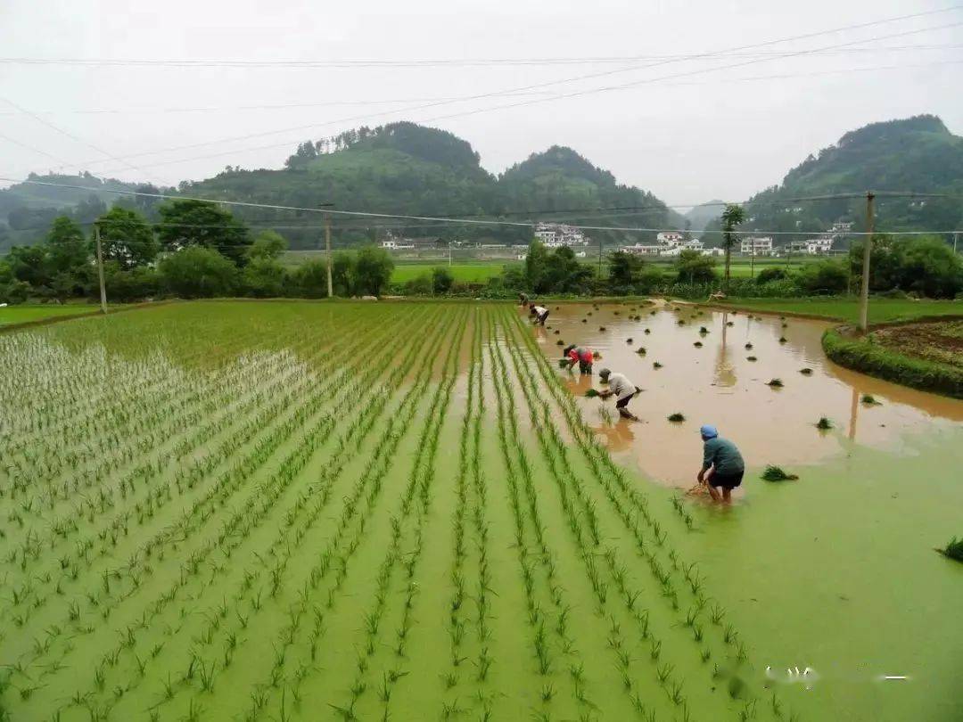 夏播秋收作物要下地,春种的庄稼要管理,收,种,管交叉,是一年中最忙的