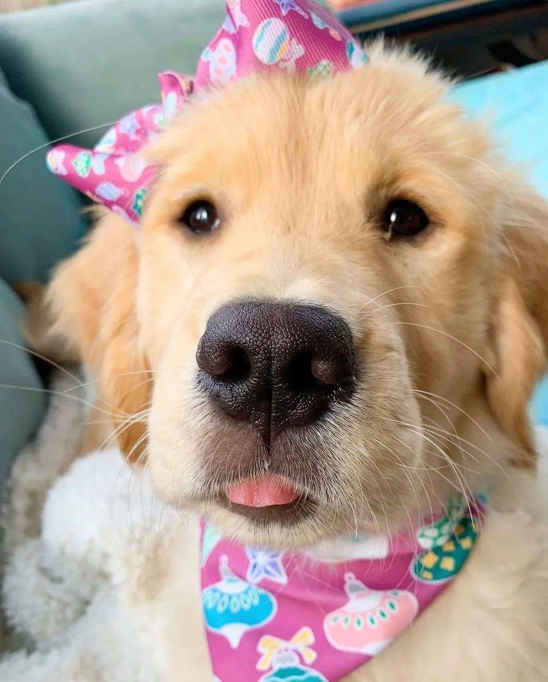 一大波金毛怼你脸上一眼就能沦陷