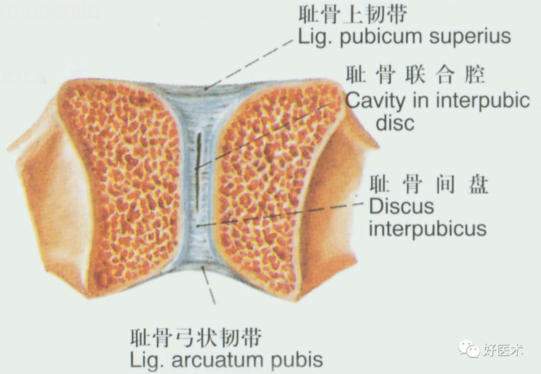 (1)恥骨上韌帶:連結兩側恥骨之間,中部與恥骨間纖維軟骨板癒合.