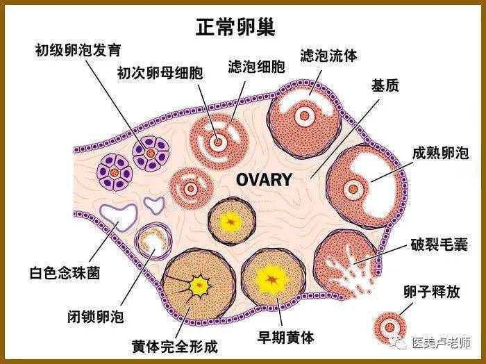 子宮輸卵管及卵巢的神經叢