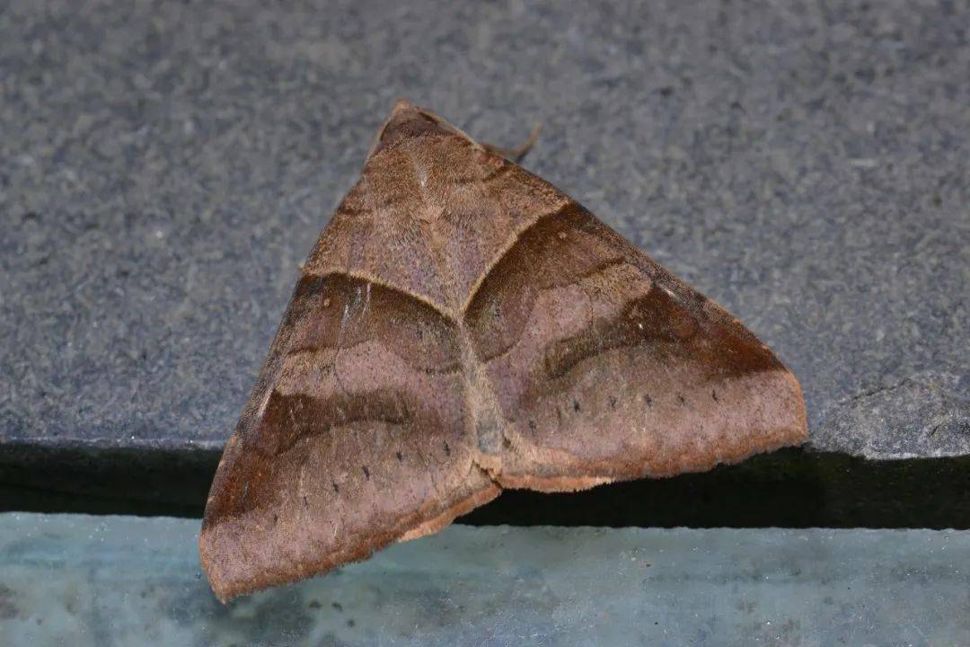 广鹿蛾( amata emma )身体上有明亮的黄黑相间条纹,灯光下数量很大