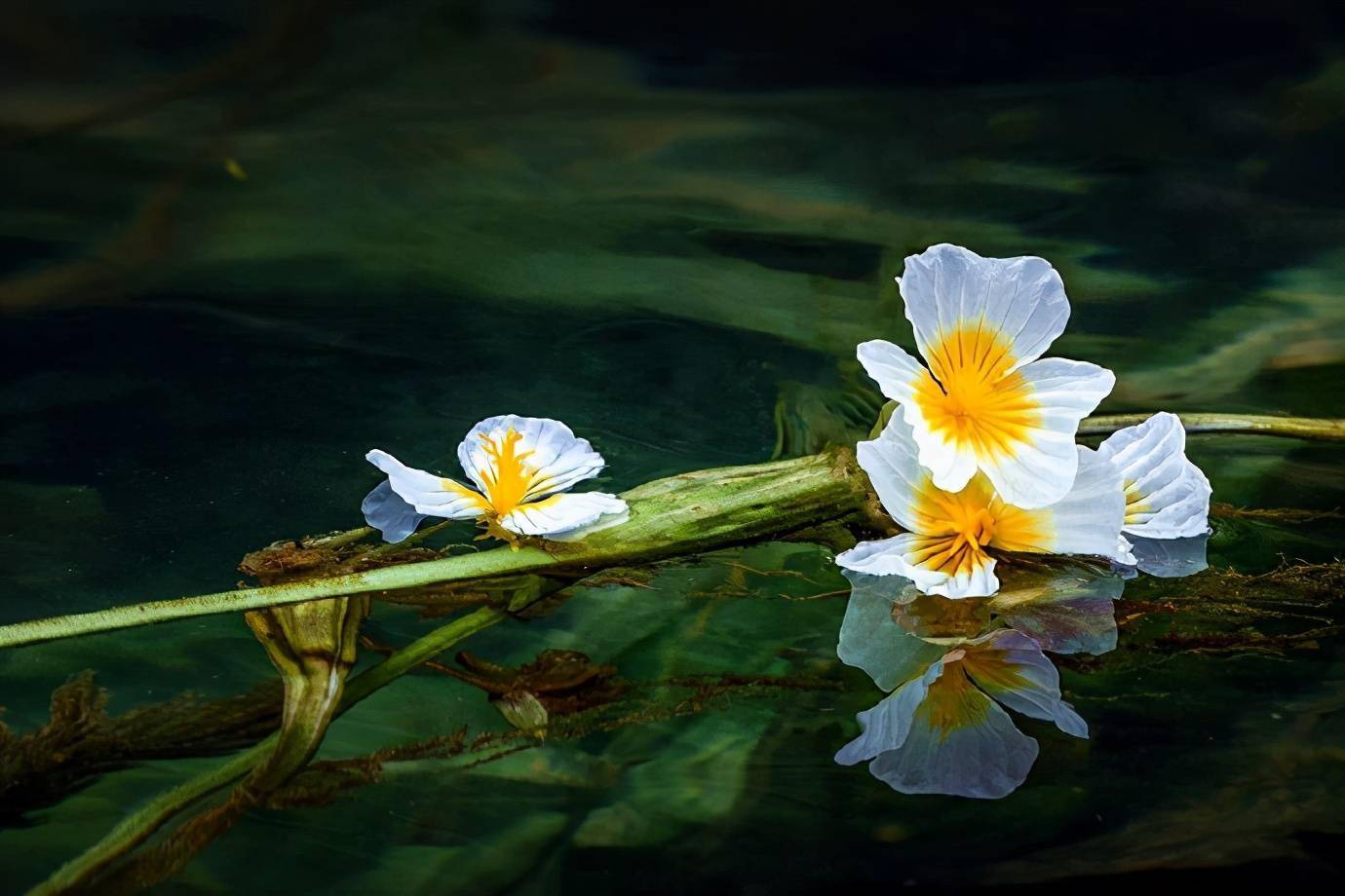 水性杨花简谱_泸沽湖水性杨花图片(2)