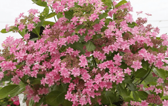 每日一花绣球花舞会紫玫瑰色有红色斑点