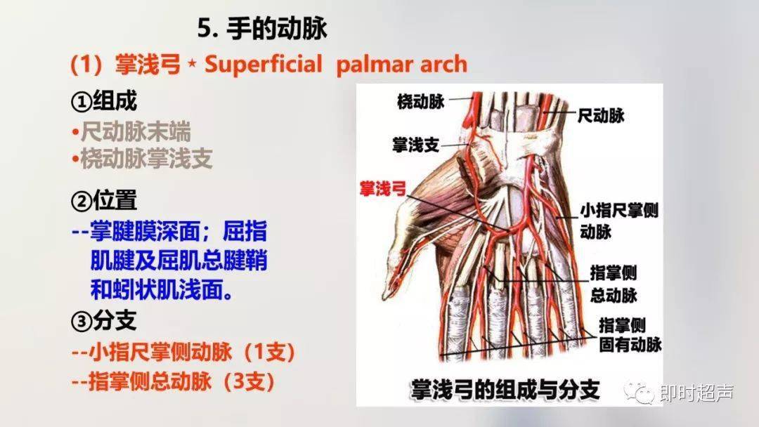 經典珍藏版70張超詳細上肢解剖圖示註解