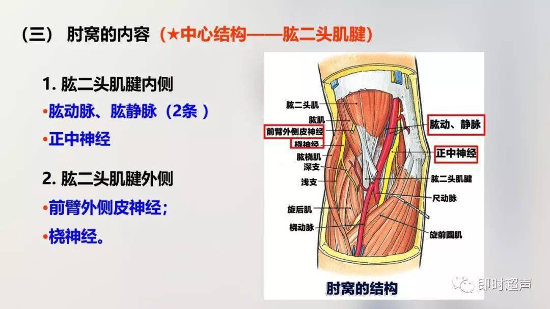 上肢解剖结构图图片