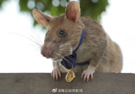 Magawa|非洲巨鼠在柬埔寨扫雷5年后将退休 曾发现逾百枚地雷炸弹