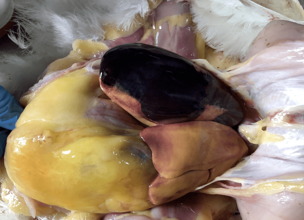 炎症对血管壁的侵蚀等可引起破裂性出血)和漏出性出血(又叫渗出性出血