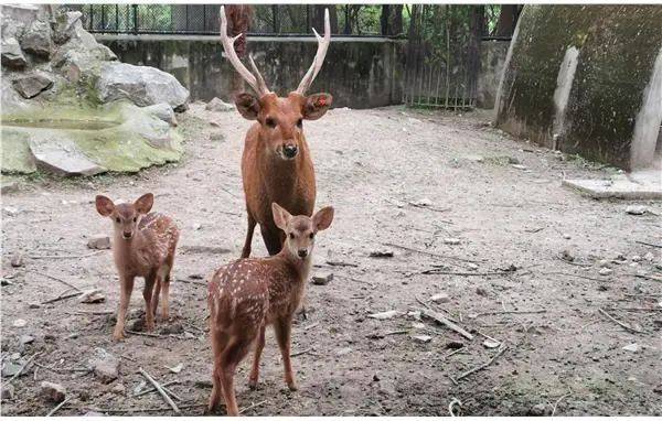 探索上海動物園的浣熊和豚鹿喜添萌娃