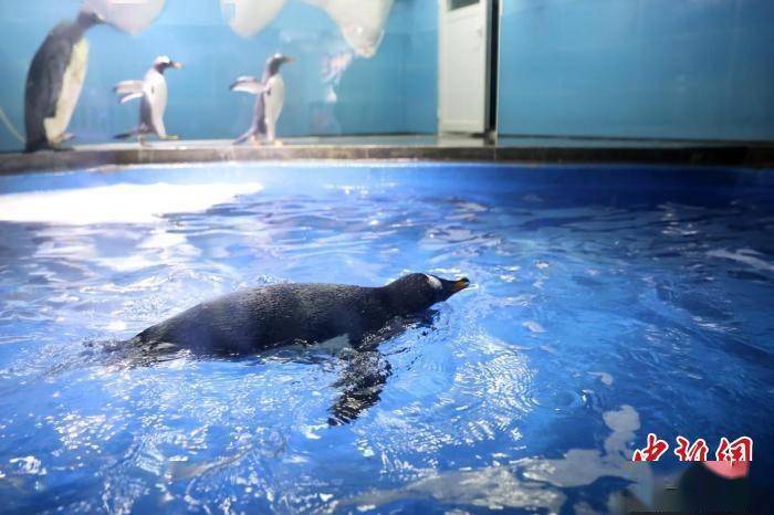 超萌四只绅士企鹅落户南京海底世界可爱示人