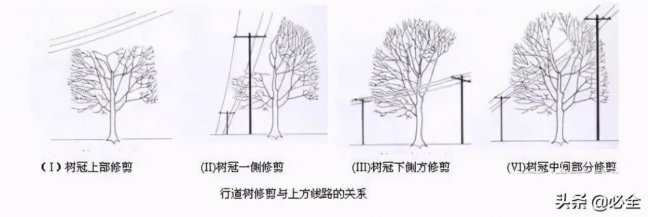 连设计师都不知道的绿化养护管理干货 修剪