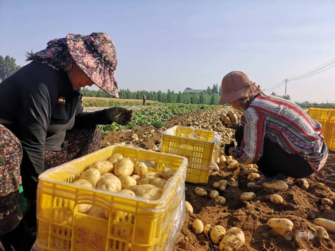 平邑仲村土豆喜获丰收
