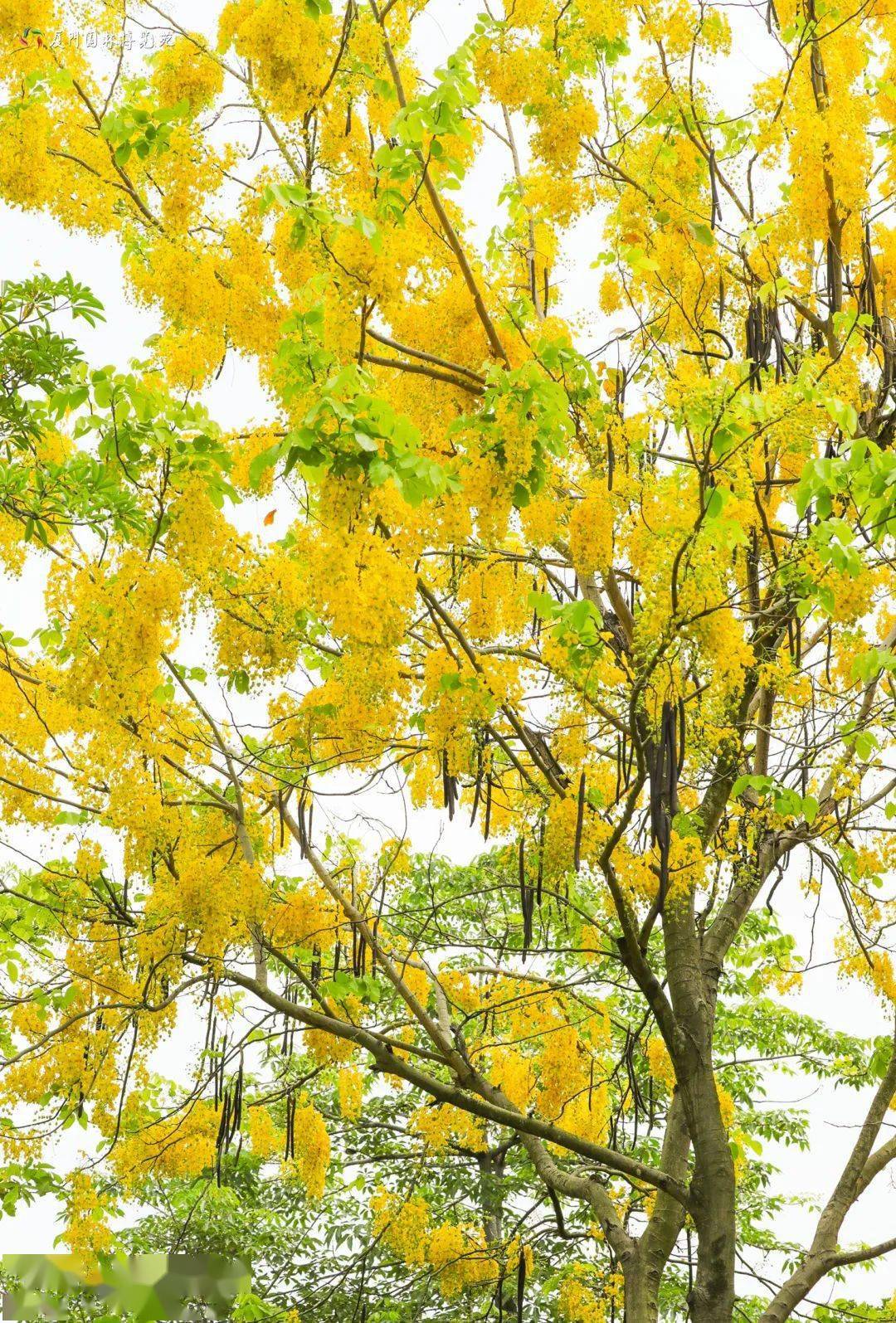 夏花绚烂一眼沦陷花花世界哪一种最让你心动