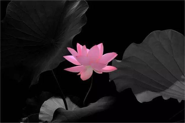 的调节,压暗荷叶的反光,使荷花更加突出,让画面显得柔和纯净,清新脱俗