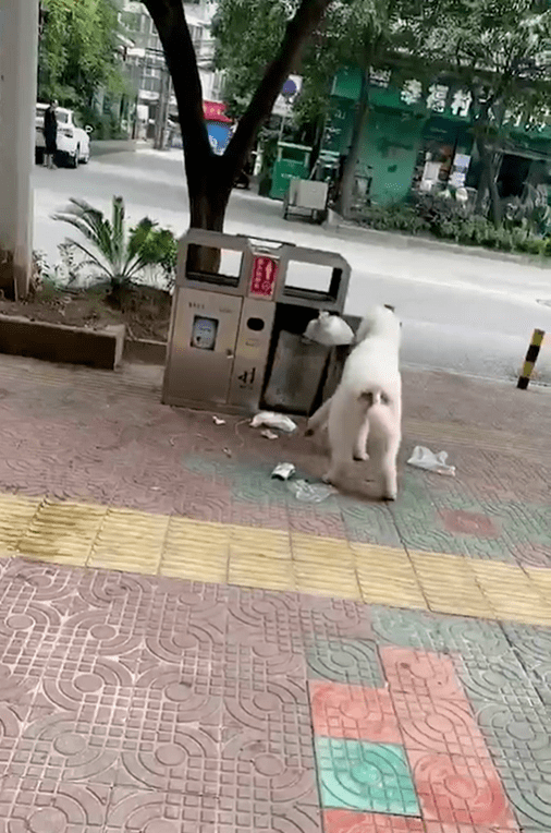 微友吐槽谁家的宠物狗把垃圾桶里的垃圾翻得到处都是