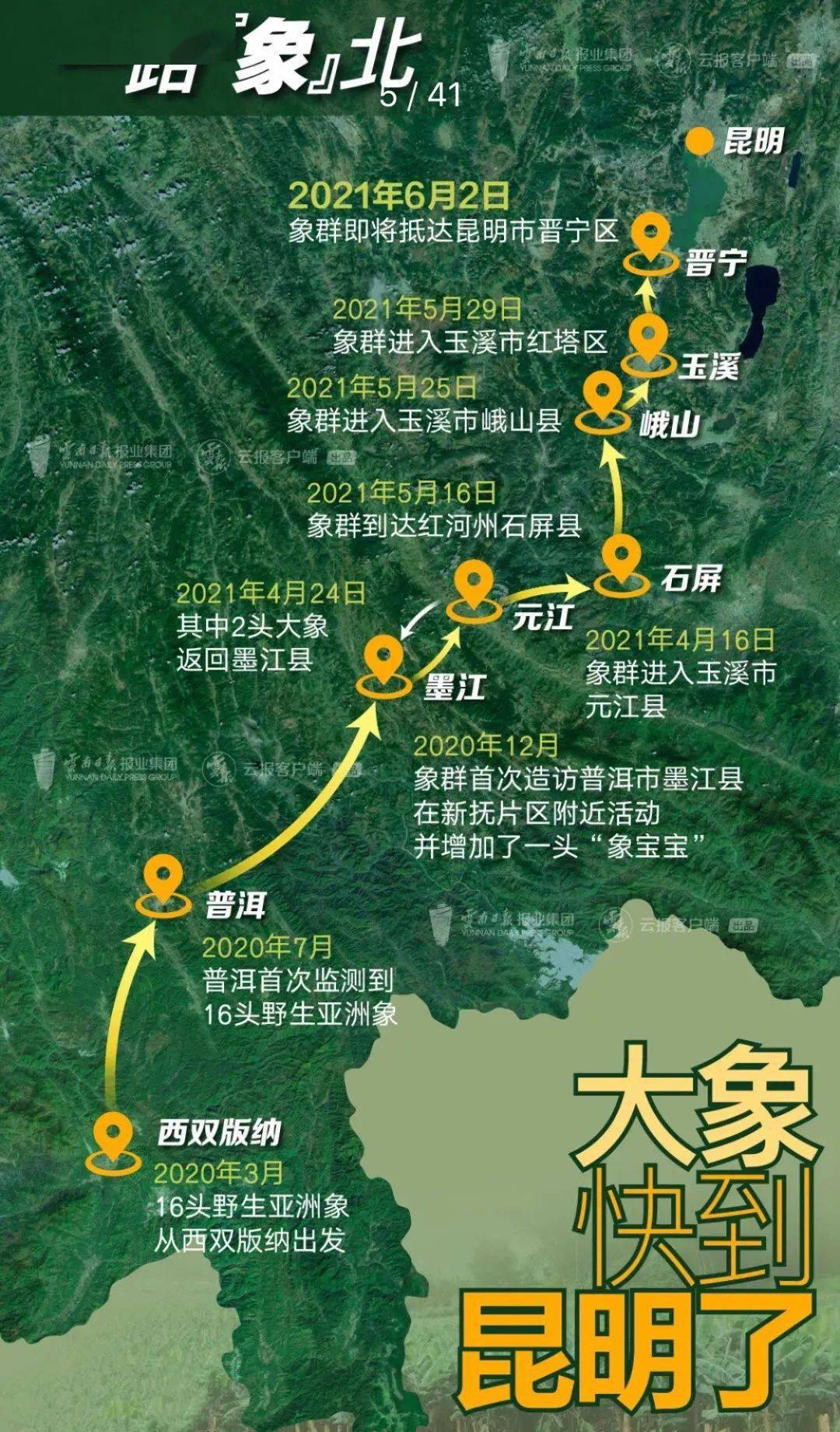 云南15头大象一路向北迁移