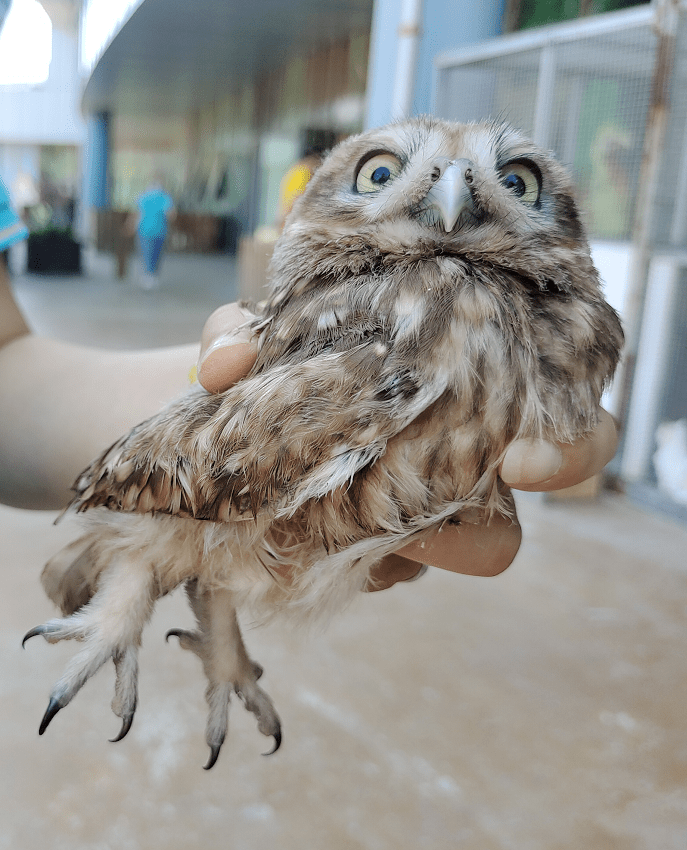 圣城一村民砖缝里捡了俩"活物",儿子见了立马报警_寿光市