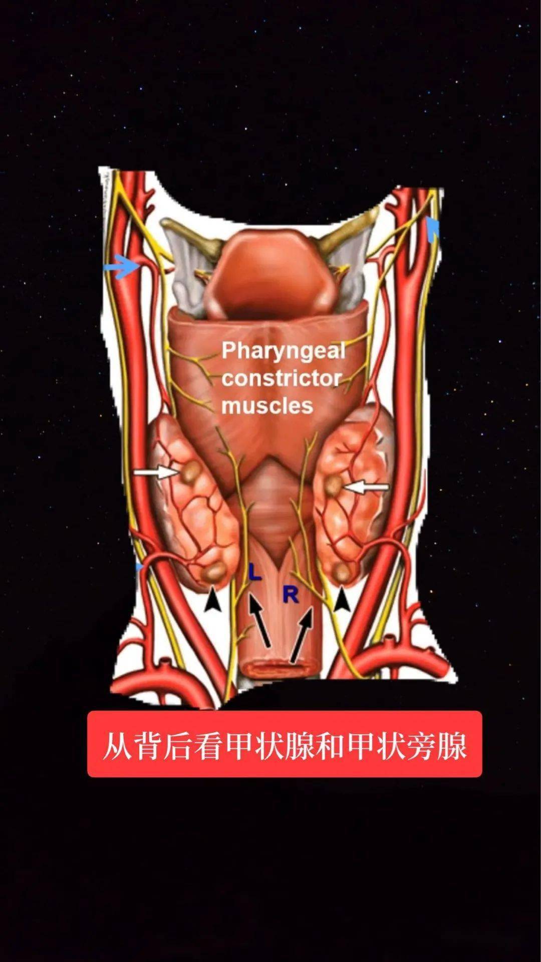 一目瞭然看甲狀腺結節良惡性