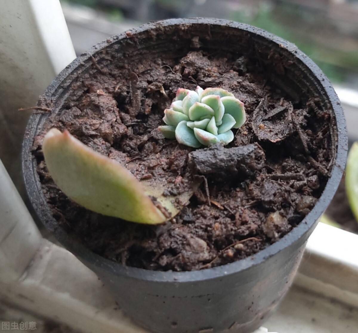 多肉叶插苗怎么移盆繁殖教程 d4c31f586afc493283dd19e45ec68920.jpeg