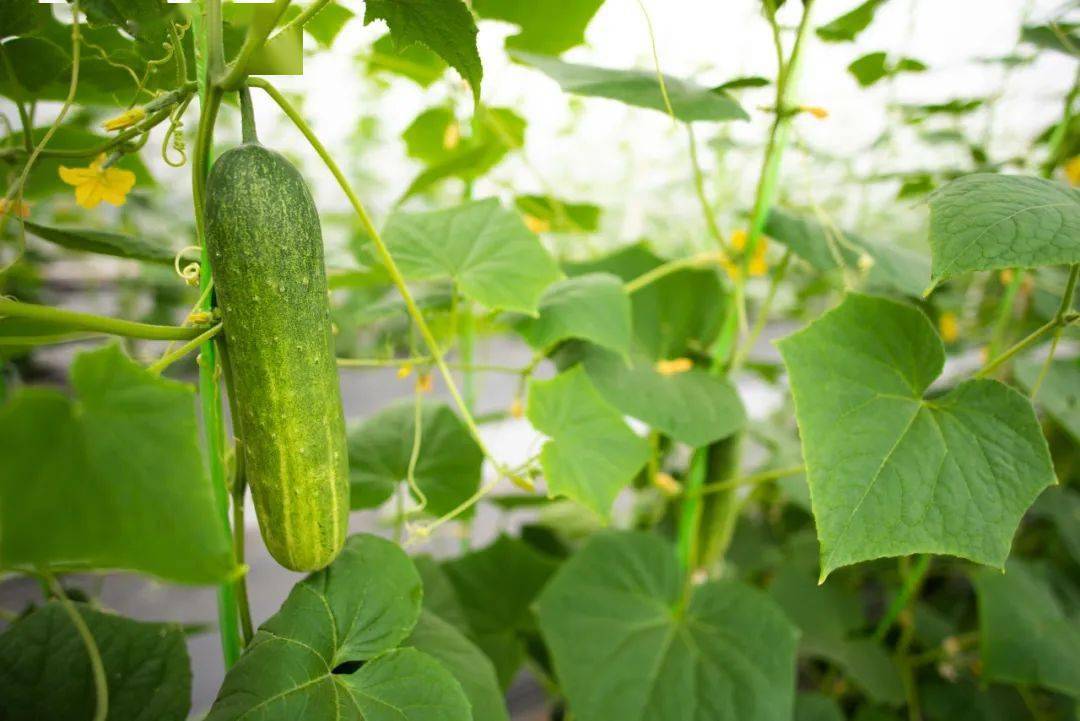 一架黄瓜醉清风