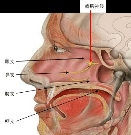 鼻腭位置图片