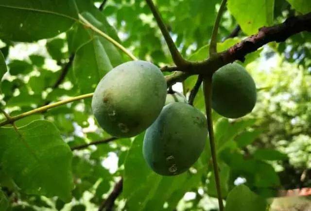 奇建南发现一空心古树人称五眼六通菩提树