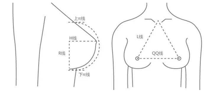 范芳医生谈女性胸部黄金曲线_乳房