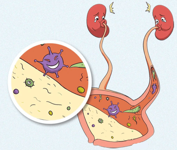 看看这些憋尿的后果,你还敢憋吗?_膀胱